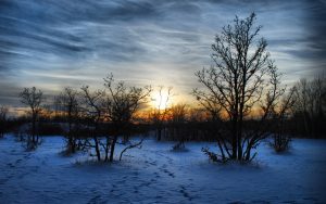 7025783-sunset-in-winter-forest