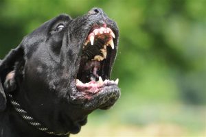 cane corso aggressivo