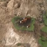 Terremoto Nuova Zelanda, le struggenti immagini della “famiglia” di mucche intrappolata tra le frane [VIDEO]
