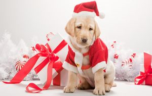 cucciolo Natale 2