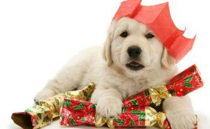 cucciolo Natale 4