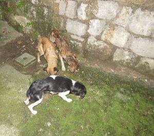 foto 4 _POLPROV_maltratt.