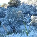 Freddo e neve in Calabria: Catanzaro si è svegliata imbiancata [GALLERY]