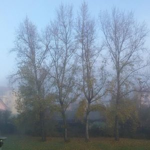 sarzana nebbia