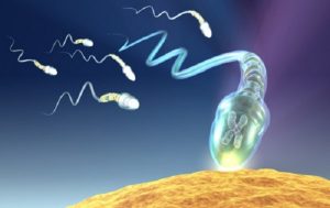 spermatozoi spermatozoo