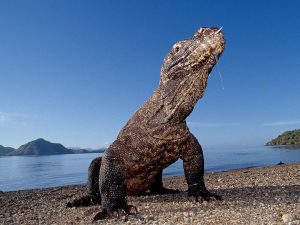 KOMODO