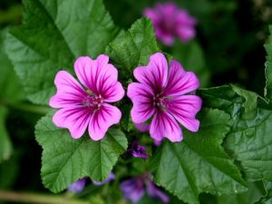 MALVA