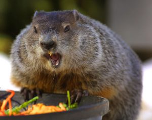MARMOTTA 1