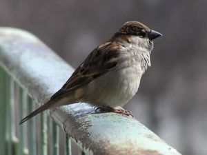 PASSERO FREDDO