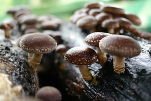 SHIITAKE