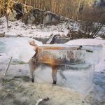 Danubio congelato: la volpe tradita dal ghiaccio [FOTO]