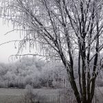 Freddo invernale, temperature sottozero al Centro/Nord: strage di vigne, frutteti e ortaggi [FOTO]