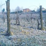 Freddo invernale, temperature sottozero al Centro/Nord: strage di vigne, frutteti e ortaggi [FOTO]