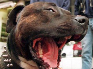 pitbull