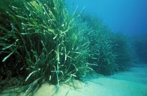 posidonia
