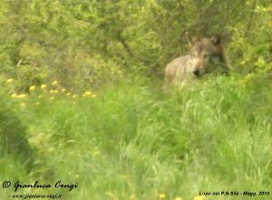 17-Lupo-PNSila_Gianluca_CONGI©