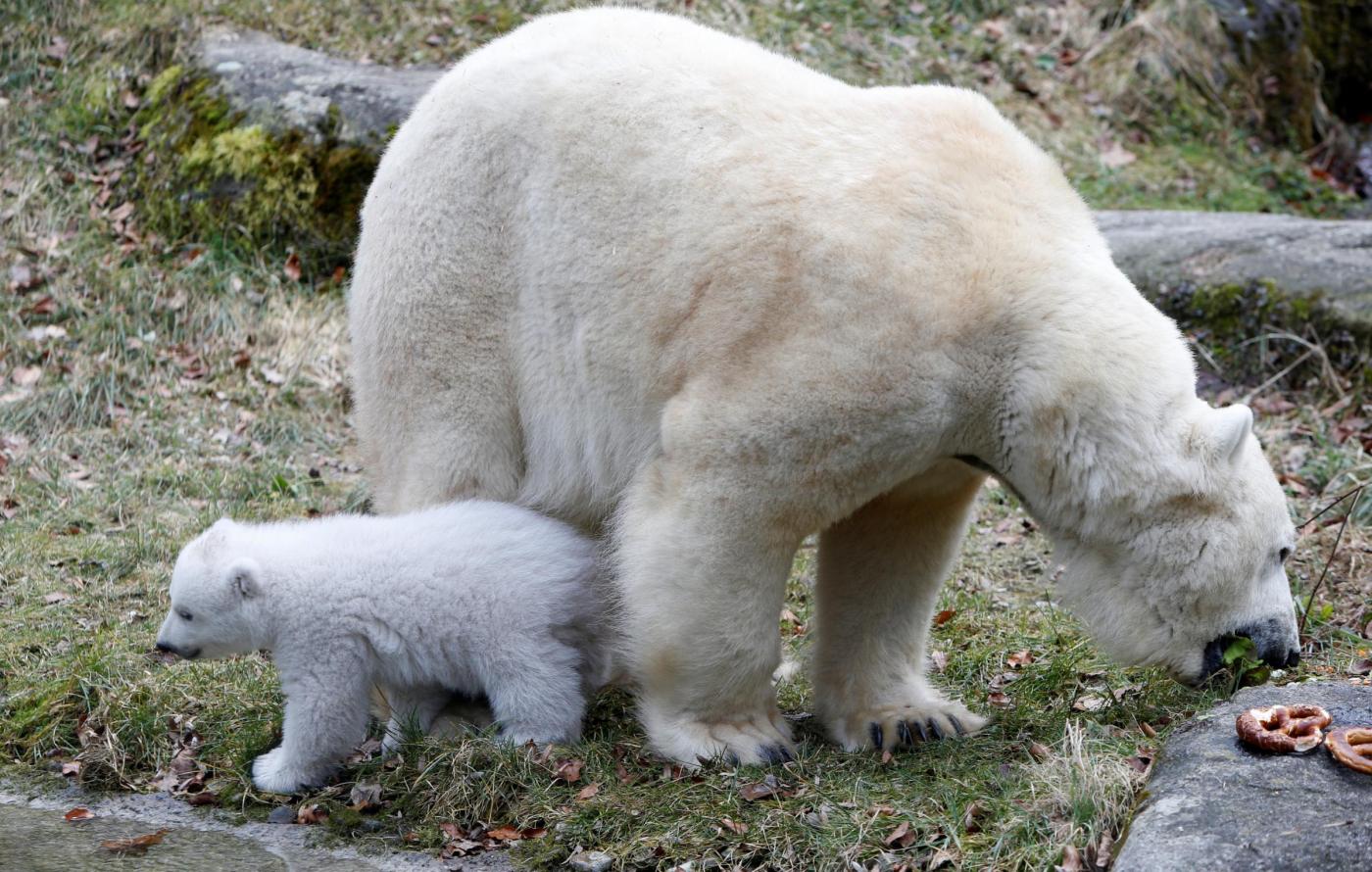 Germania: l'occhiolino del cucciolo di orso polare allo zoo di Monaco