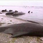 Spiaggiate oltre 400 balene in Nuova Zelanda: almeno 250 sono morte [GALLERY]
