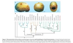 Saccorhytus-coronarius_