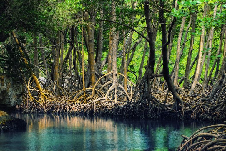 mangrovie mangrovieti