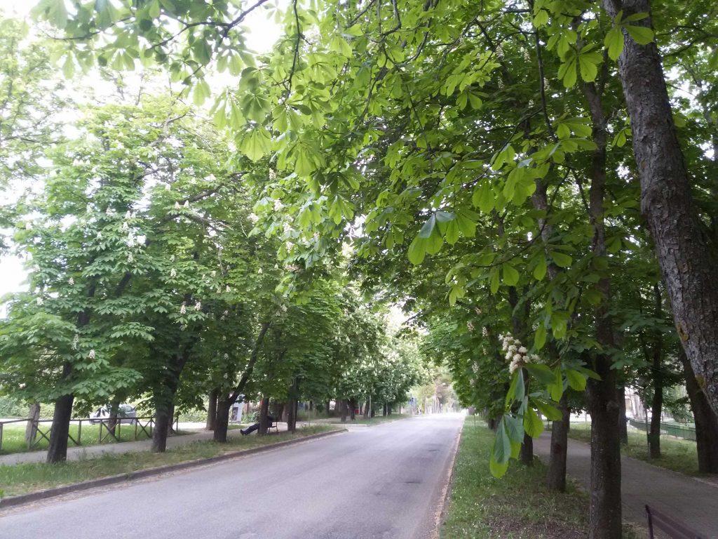 Verde urbano