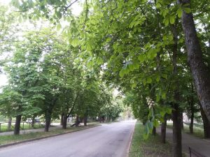 Verde urbano
