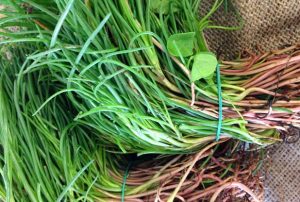 agretti barba di frate