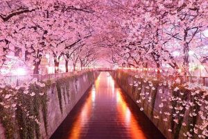 HANAMI