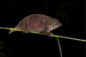 Rhampholeon sp_ph. Michele Menegon