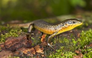 Trachylepis maculilabris_ph. Michele Menegon