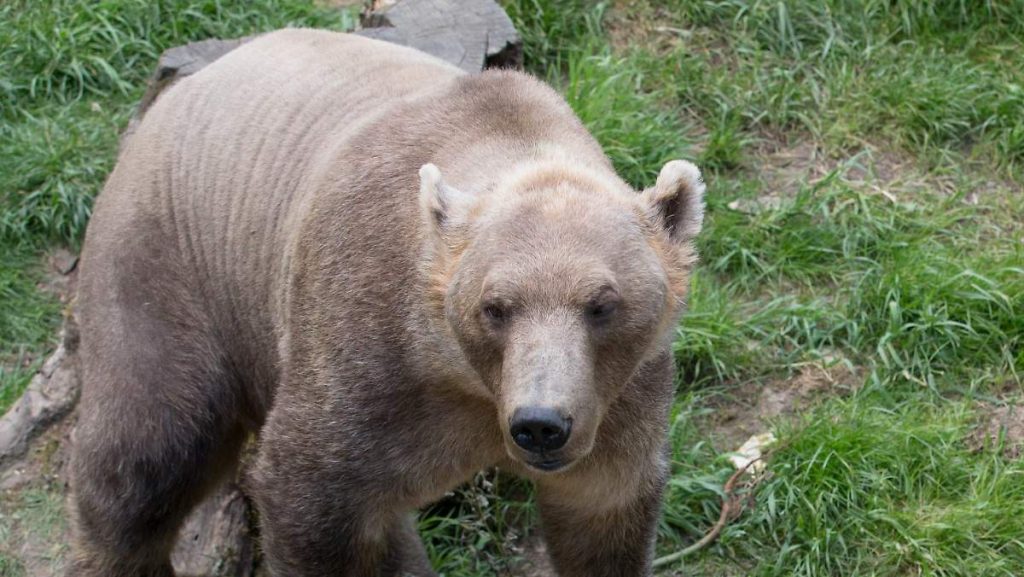 orso Osnabrück