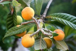 NESPOLE GIAPPONESI 3