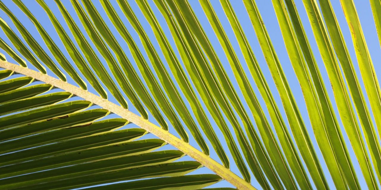 Domani è la Domenica delle Palme: significato e tradizioni