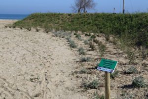 Piante-Duna-Cattolica
