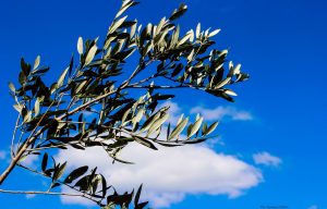 perché ulivo domenica palme