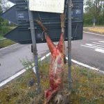 Animali, WWF: in Toscana lupo barbaramente scuoiato e appeso a cartello stradale [FOTO SHOCK]