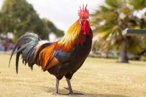 GALLO DORATO OK