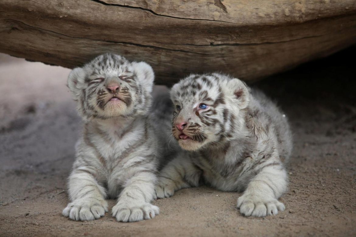 i-cuccioli-di-tigre-siberiana-dello-zoo-di-ciudad-juarez-gallery