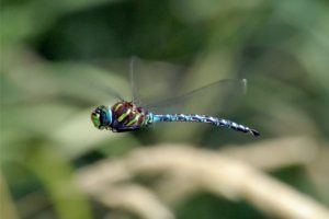 LIBELLULA 1