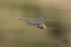 LIBELLULA 2