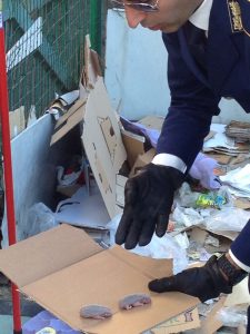 polizia provinciale salva una famigliola di ricci