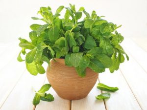 MENTA 1