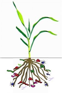 associazioni-batteri-radici