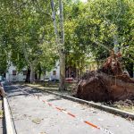 Maltempo Milano: alberi sradicati e fili della tensione tranciati [GALLERY]