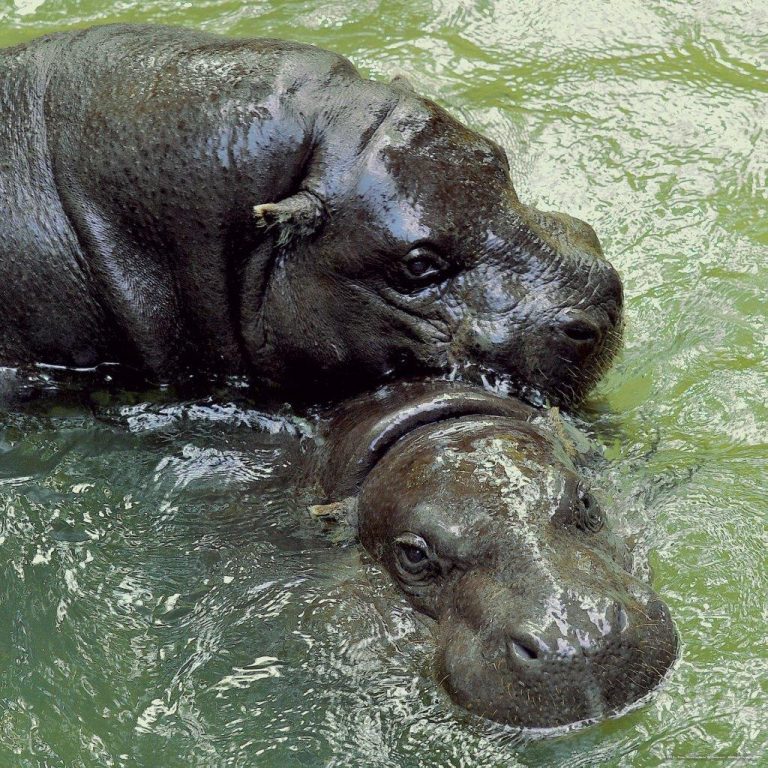(CREDIT: Archivio Bioparco – Massimiliano Di Giovanni): gli ippopotami pigmei trovano refrigerio in pozze d’acqua create dai guardiani