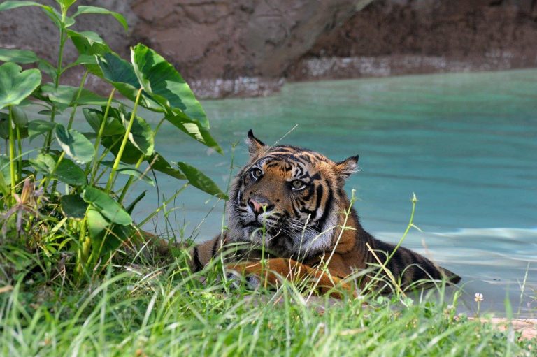(CREDIT: Archivio Bioparco – Massimiliano Di Giovanni): Kasih, maschio di tigre di Sumatra, emerge dall’acqua dopo un bagno nella piscina naturale presente nell’area