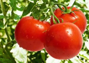 POMODORO AGOSTO