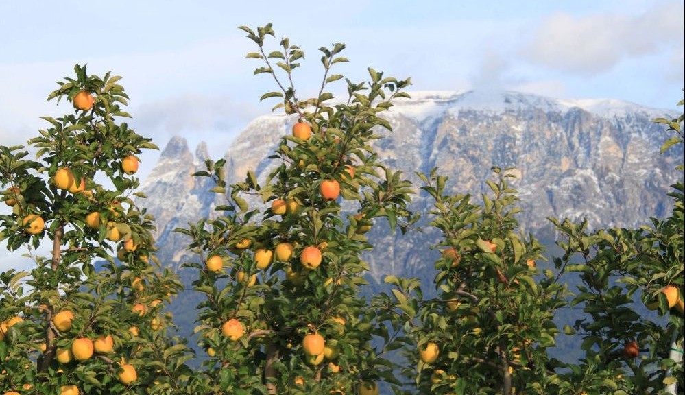 mele trentino siccità