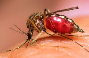malaria