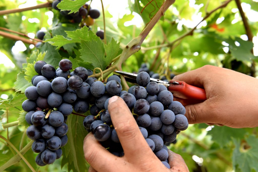 vino vendemmia